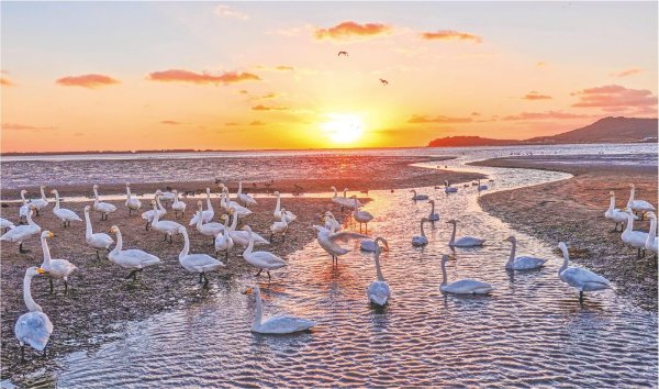 万宝优配 天鹅翩跹映秋色